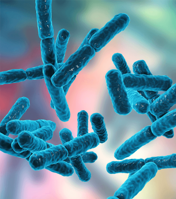 Bifidobacterium Lactis 