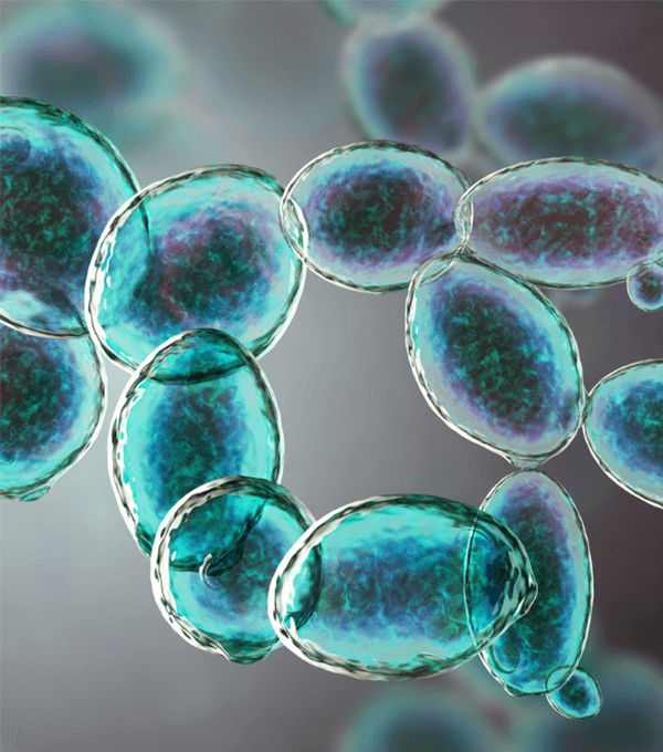 Saccharomyces Boulardii 